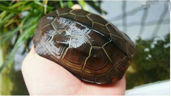 中华草龟和野生草龟的区别,草龟跟中华草龟有什么区别