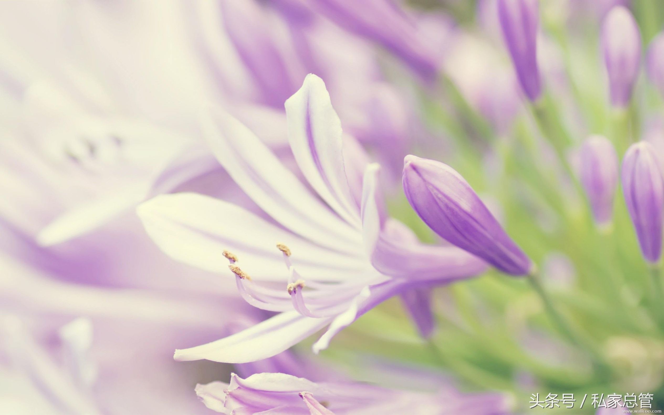 哀大莫过于心死,心死莫过于一笑失望到一定程度后,反而会开出一朵花来,那朵花的名字叫,无所谓