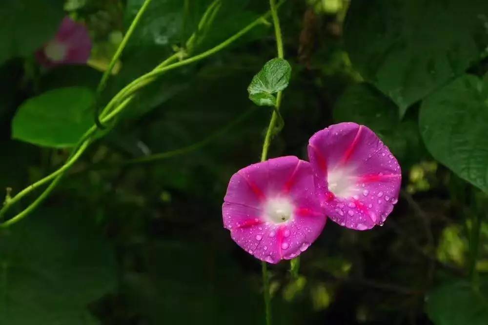 夏天的骄阳十分炎热,夏日的骄阳美歌曲完整版