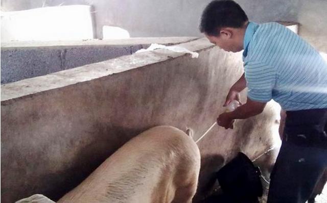 母猪人工授精三大错误,母猪人工授精配不上是什么情况