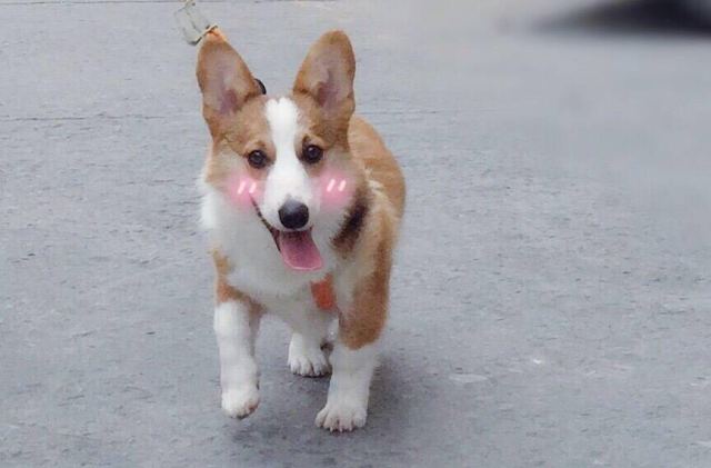 我们用米其林餐厅的调调，给狗粮做了一次整容手术