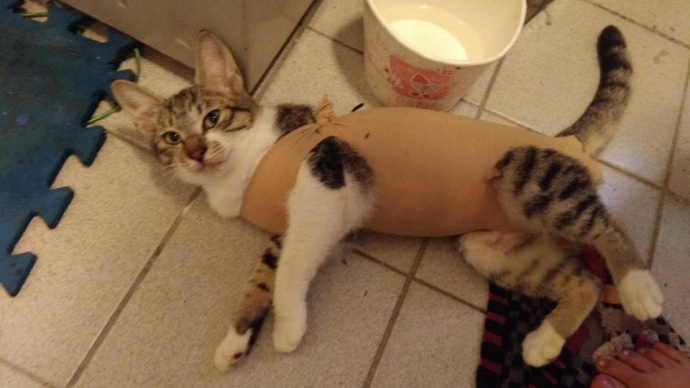 猫咪结扎之后需要注意什么,猫咪结扎前一定要打三联