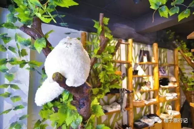 毕业旅行之丽江大理游,大理丽江毕业旅行