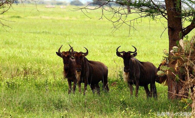 小众旅游地探索攻略,坦桑尼亚游猎攻略