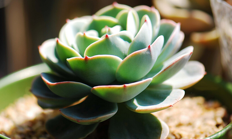 多肉植物贵货老桩都开始降价啦!到底要不要入手?来听听有经验的大神怎么说