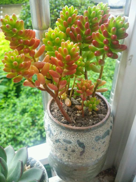 多肉植物贵货老桩都开始降价啦!到底要不要入手?来听听有经验的大神怎么说