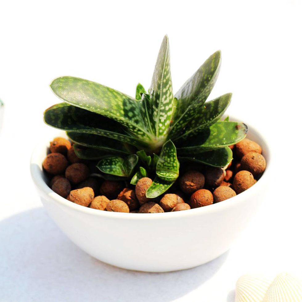 多肉有没有除甲醛的效果,吸附甲醛的多肉