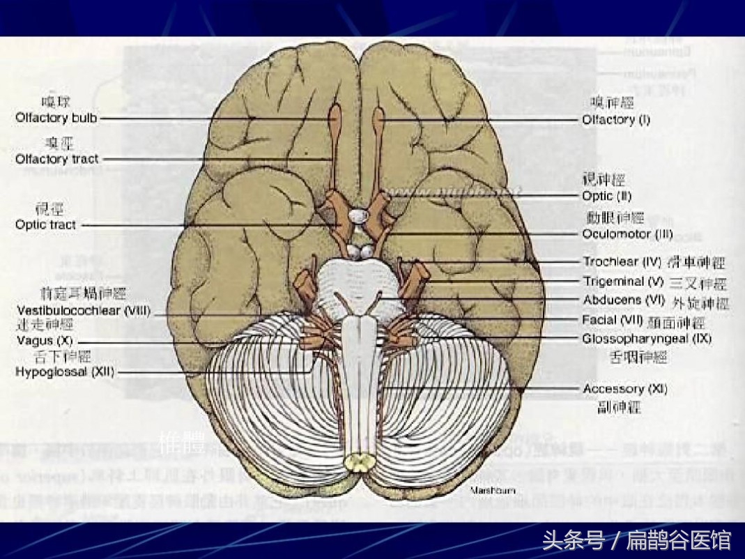厨房胡椒粉有什么作用,胡椒在做菜的时候起什么作用