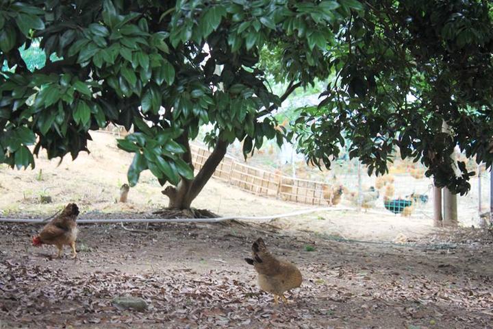 游机鸡是什么东西？吸引一群厨王跑到南宁农村吃
