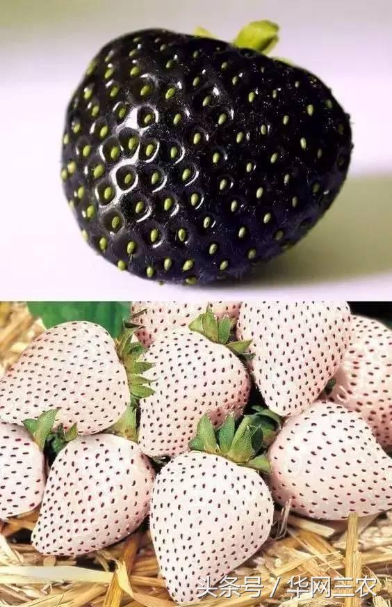 缅甸特产吃过3种算你牛？台州土特产出名啦看看有没有你老家的？网购的土特产都是家乡的味道？忻州特产？