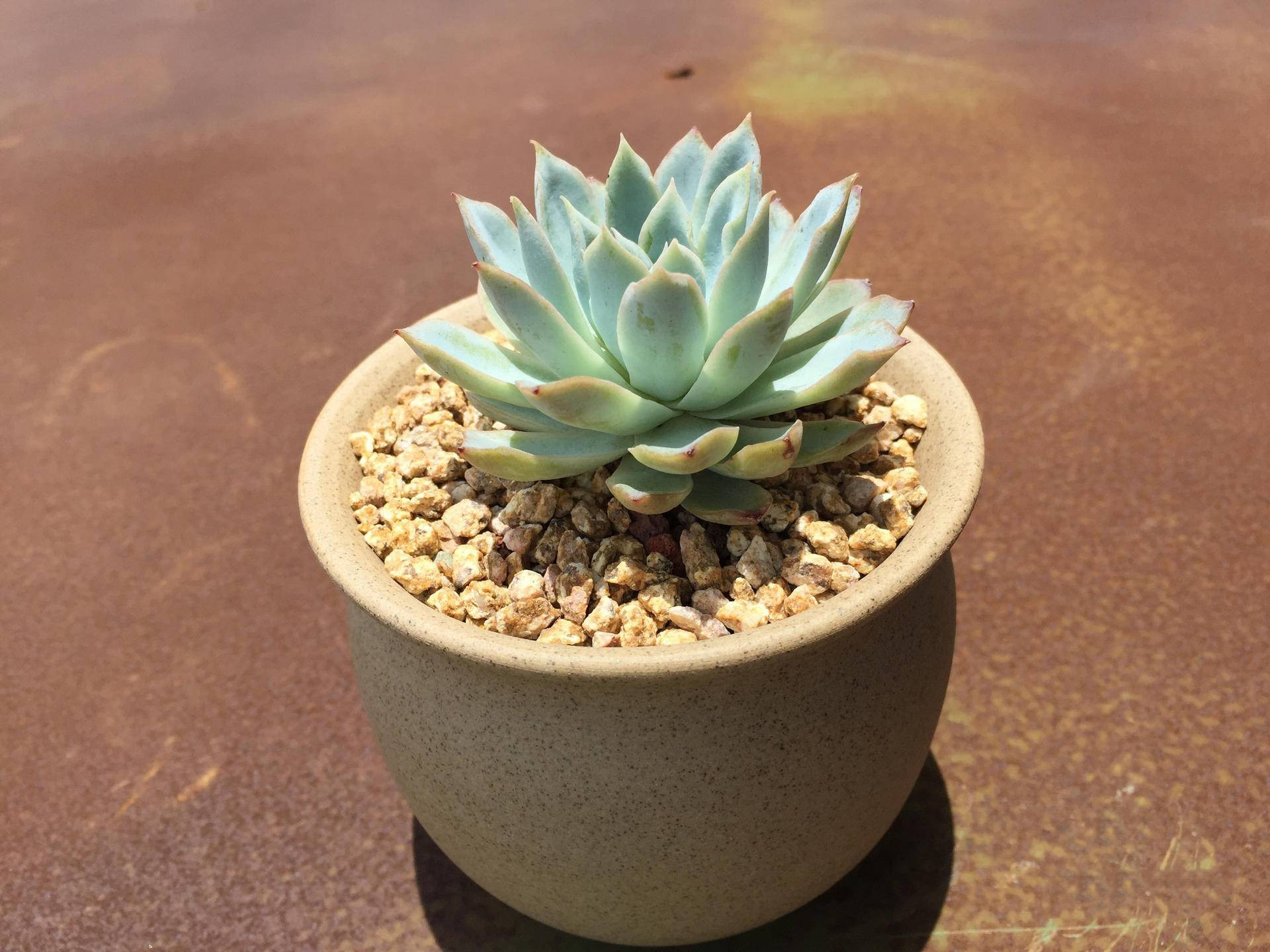 生锈的破铁门图片,生锈的铁门破了