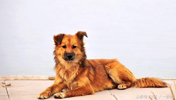 野犬抢食物被咬死,恶犬咬死野猪的全过程