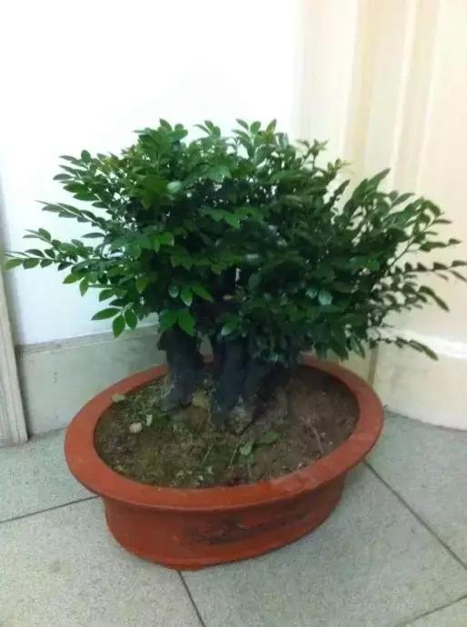 小叶紫檀盆栽做手串,家里能放小叶紫檀盆景吗