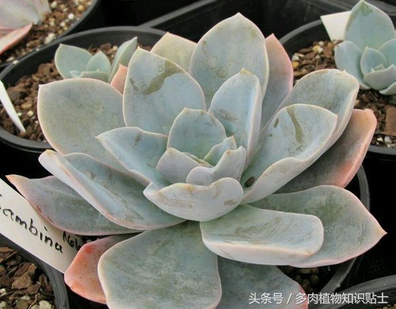 繁殖能力强又好养的多肉,培育杂交植物