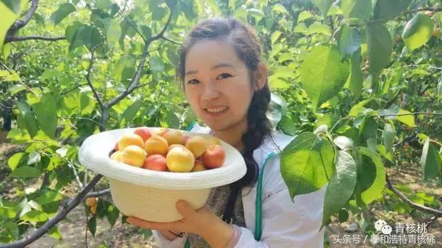 呼和浩特摘杏一日游,呼和浩特乌素图摘杏的地方