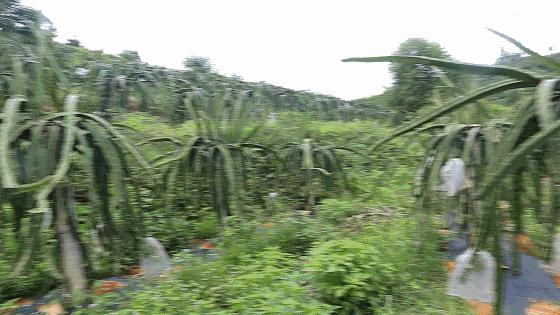 高明可以摘水果的农庄,高明60亩农庄