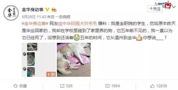 狗狗记忆力揭秘,狗狗有哪些神奇的记忆