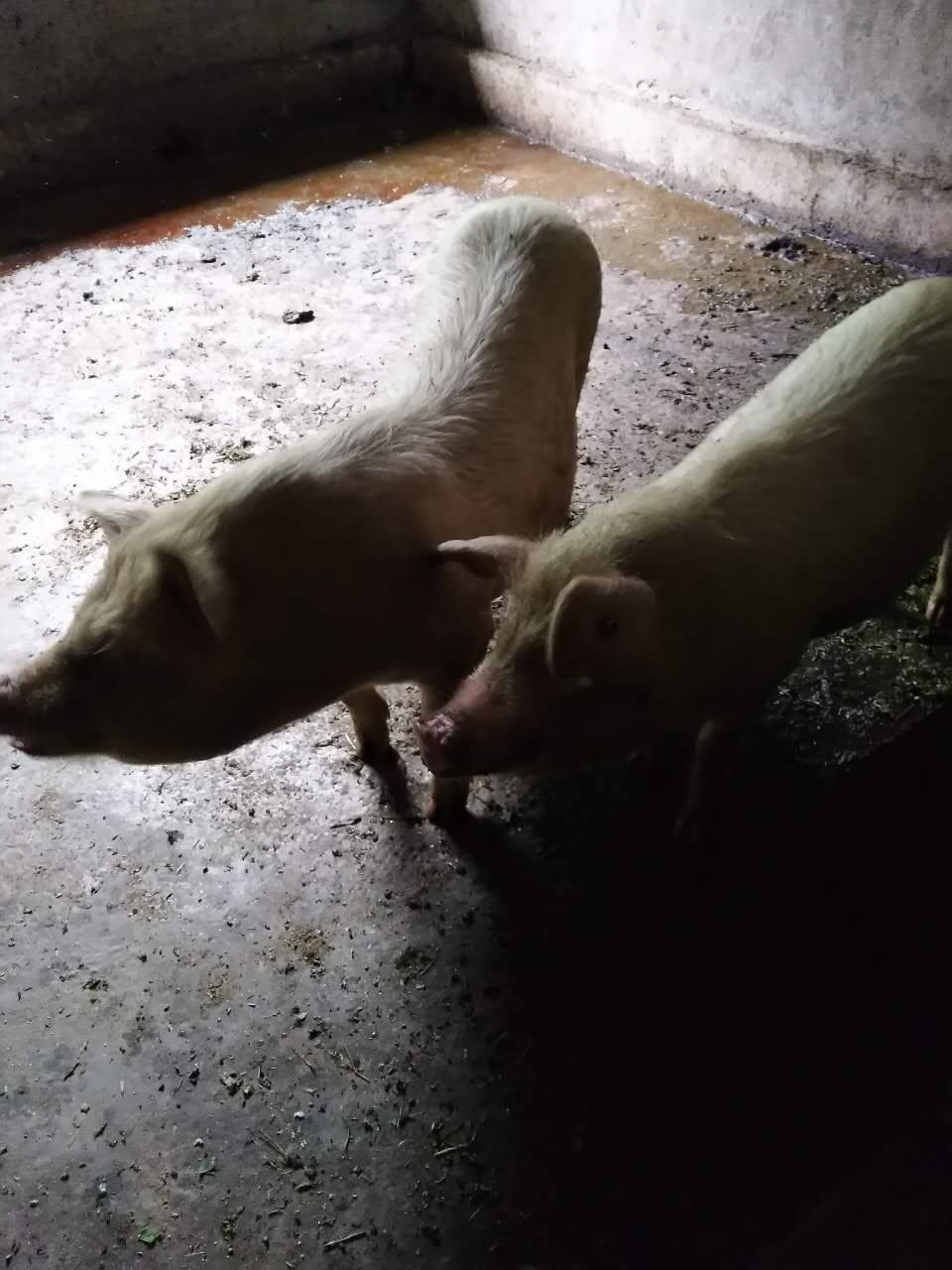 重庆农村生活真实感受,在重庆生活是什么样的感受