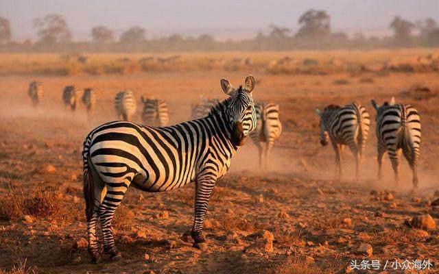 小众旅游地探索攻略,坦桑尼亚游猎攻略