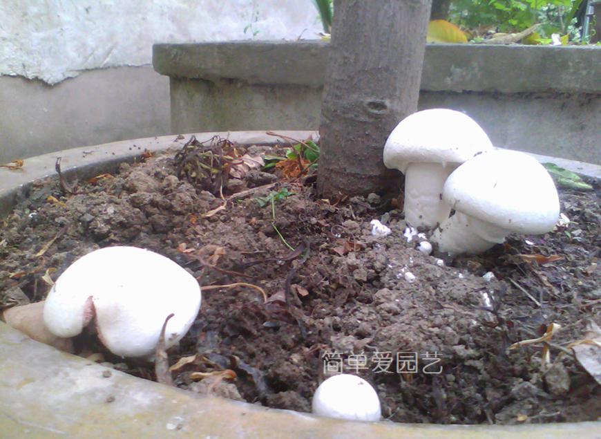 花盆里长蘑菇怎么办,花盆里长的黄色蘑菇有毒吗