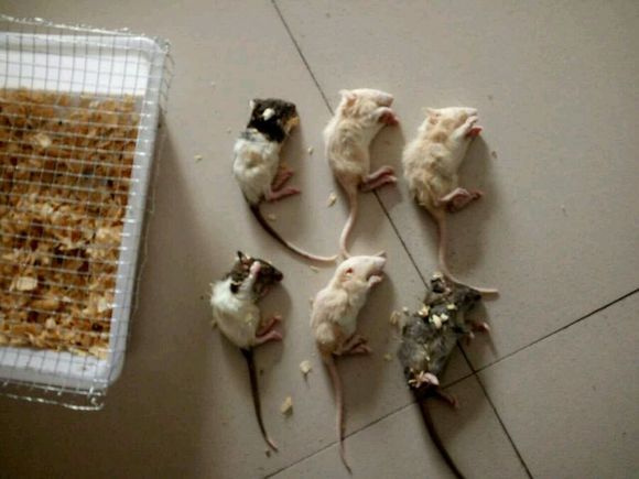 在网上买了六只花枝鼠,货到后打开一看,整个人都傻掉了