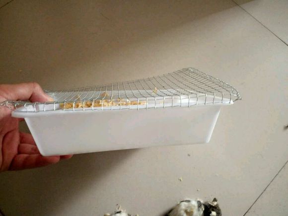 网上买花枝鼠会不会死掉,花枝鼠刚买回来什么状态