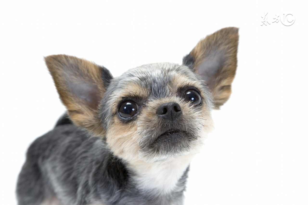 十狗九不易属狗的人命都苦吗,几月份生的属狗人聪明