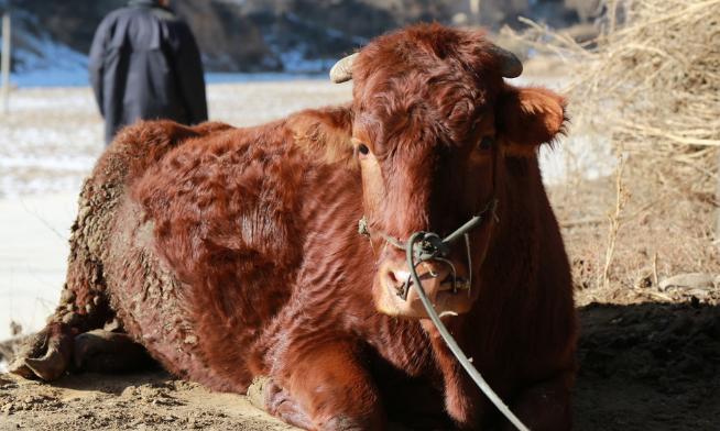 养殖最赚钱最好养的动物,1万元养殖什么动物好