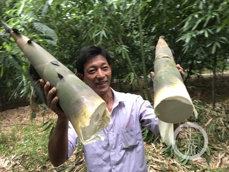 共舞长江经济带丨重庆涪陵借“榨菜”盛名打造竹笋产业知名品牌