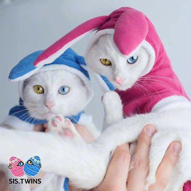 猫咪结扎之后需要注意什么,猫咪结扎前一定要打三联