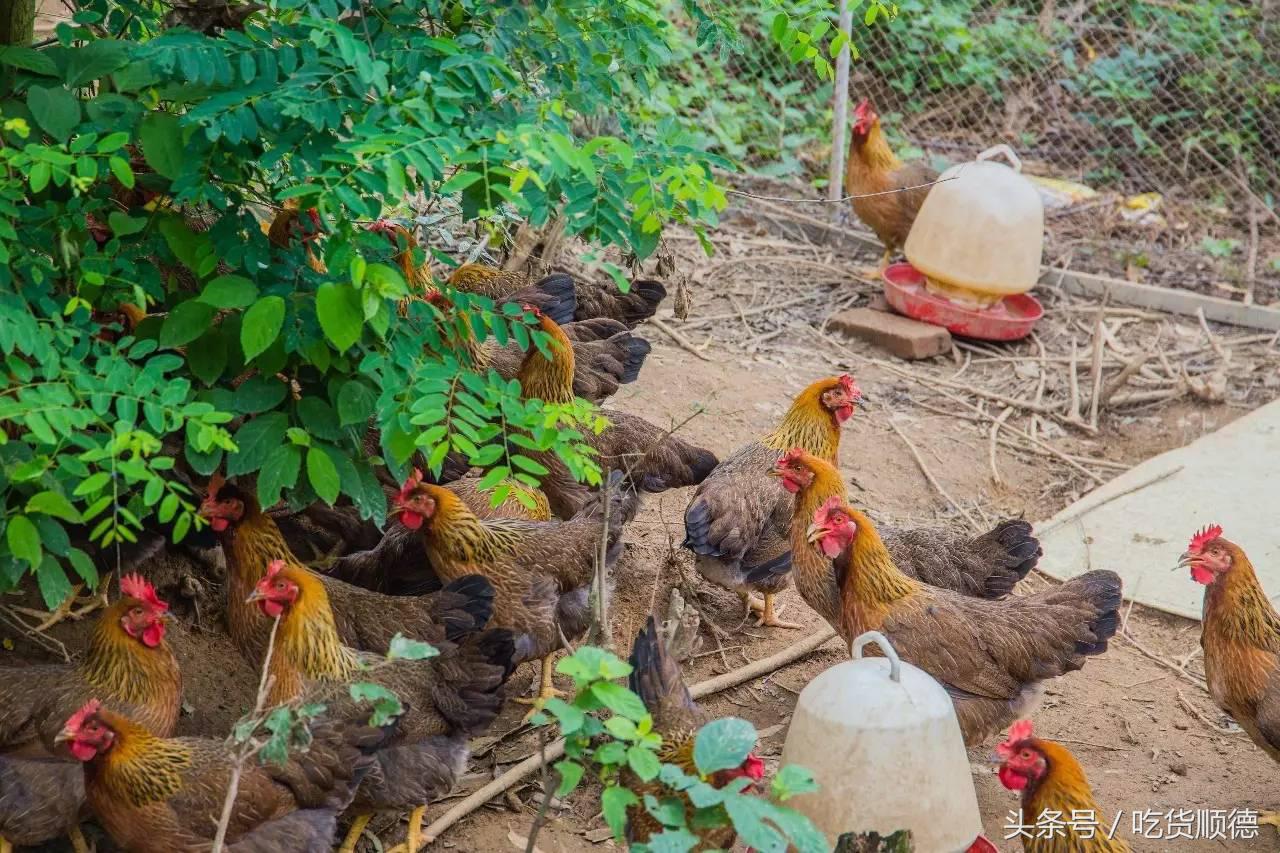 高明可以摘水果的农庄,高明60亩农庄