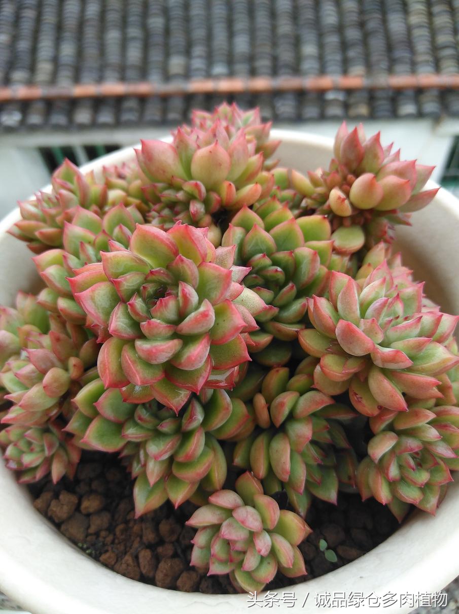 历害了,难道是假包邮区?还在露养呢