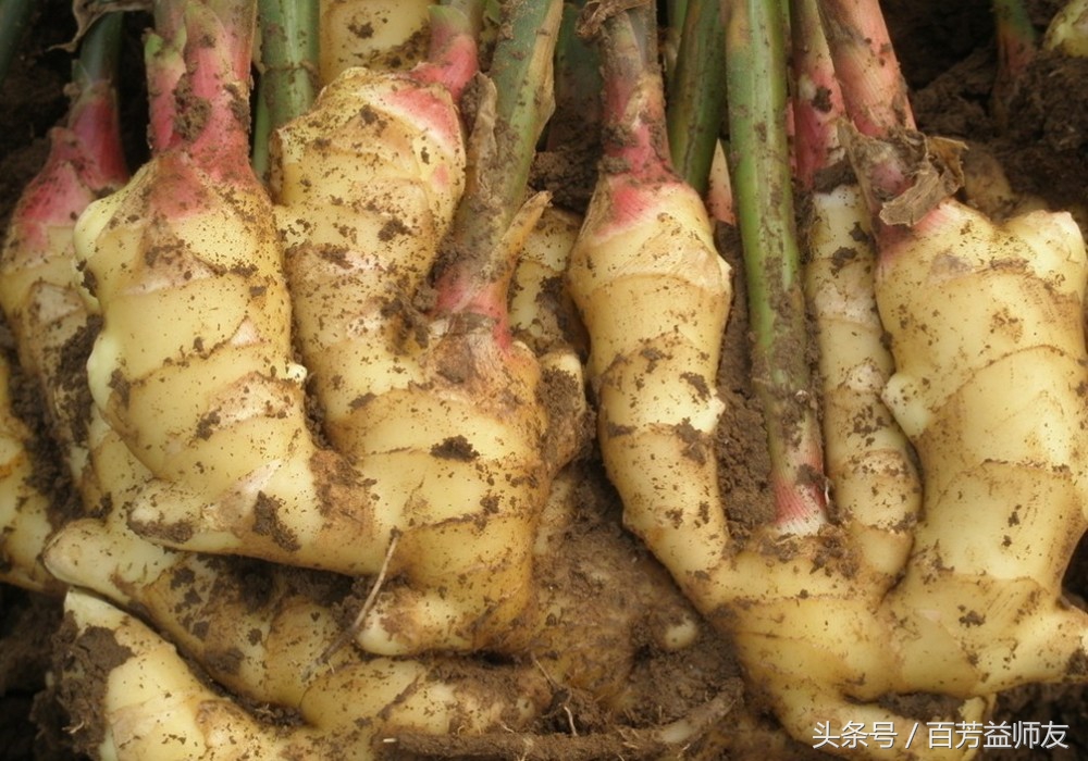 中医治疗胃痛反酸的方子,专治胃病胃酸胃痛处方