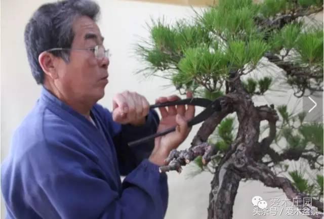 爱木盆景｜文人树《神仙》改作实录，小林国雄亲自示范松树盆景整型，艺术无国界，好的我们需要学习