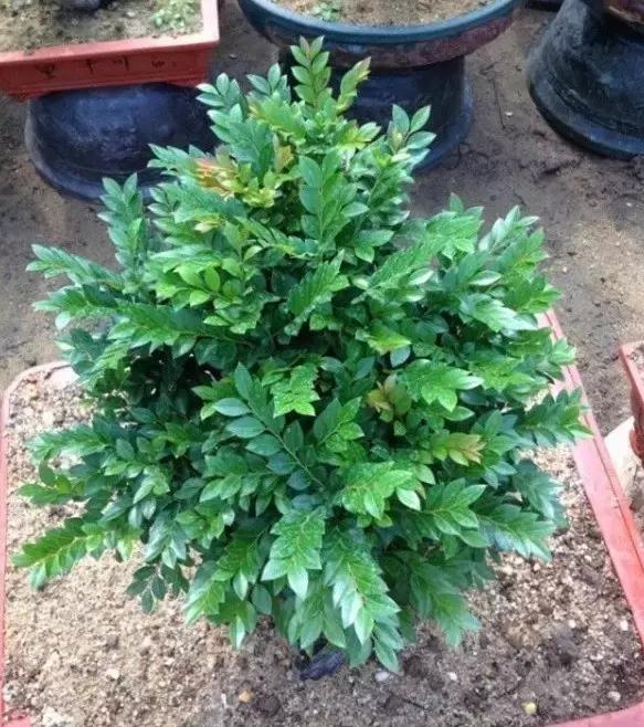 小叶紫檀值不值得购买,小叶紫檀盆景的寓意与象征