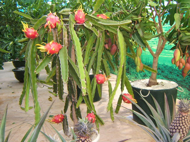 多肉有没有除甲醛的效果,吸附甲醛的多肉