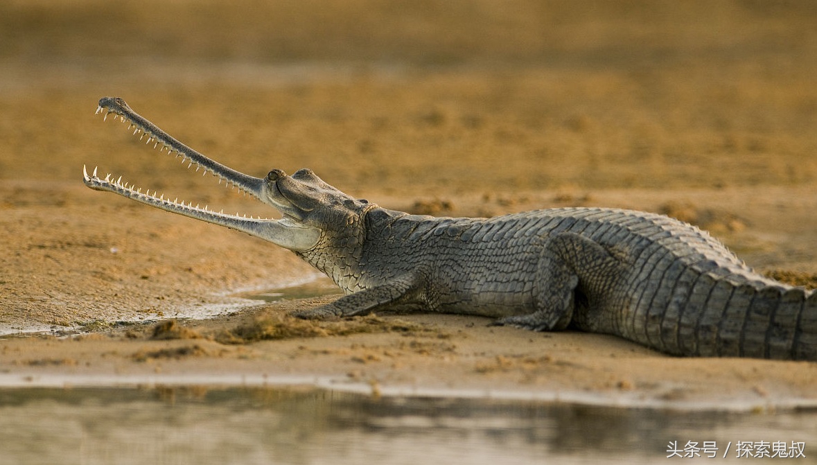 咬合力最强的动物鳄鱼,鳄鱼系列上咬合力最强的动物