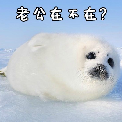 跟老公男朋友聊天专用微信QQ萌萌可爱带字表情包