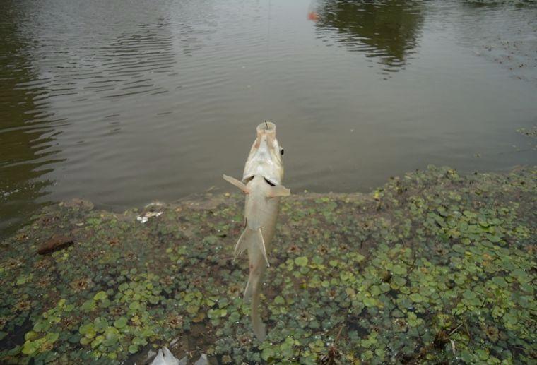 喜中大板鲫,餐条特别多如何钓鲫鱼