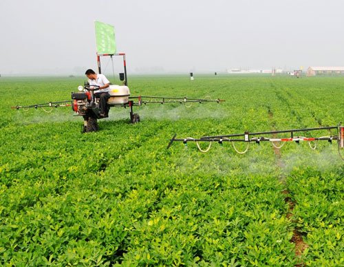 花生被红蜘蛛危害怎样补救,旱田春小麦红蜘蛛的防治