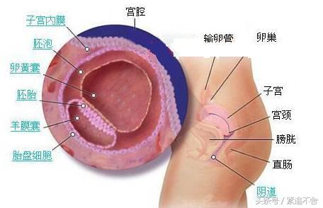 超萌龙凤胎宝宝图片,孕1到9周胎儿发育全过程