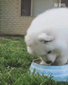 萨摩耶跟二哈哪个好养,二哈和萨摩耶哪个好养