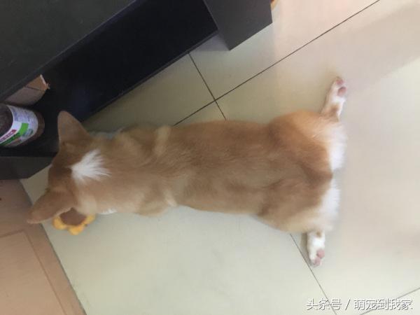 狗宝刚来家里的时候猫咪很生气，没想到后来它们居然合伙偷食吃！