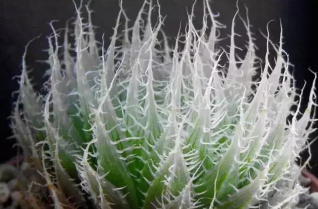 十二卷多肉植物怎么养,十二卷多肉如何养根