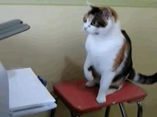 喵星人个个都是小戏精,喵星人是个让人匪夷所思的生物