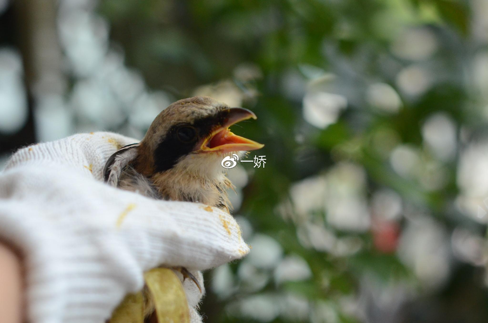 野外捡来的雏鸟拿什么给它吃,野外捡来的小鸟怎么给他喂食