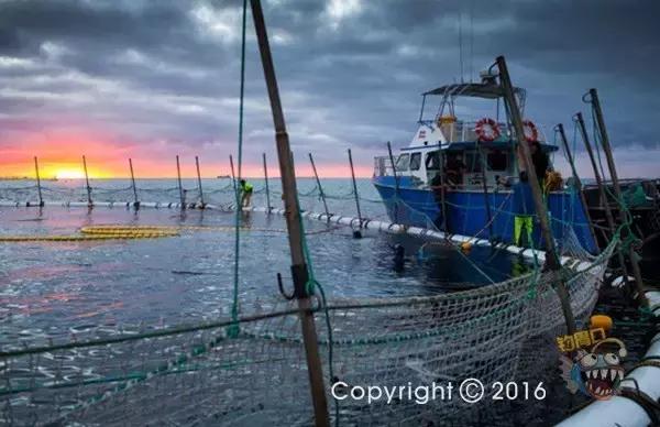 金枪鱼一般吃什么,金枪鱼要怎么吃才好吃