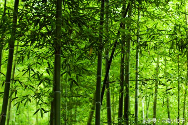 云南玉溪峨山彝人谷万亩竹海竹炭,彝人谷竹海攻略