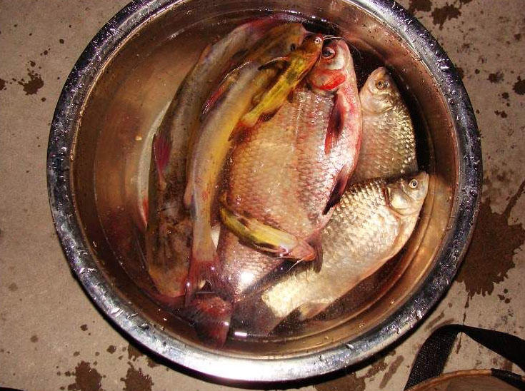 正宗武昌鱼多少根刺,武昌鱼和鳊鱼的鱼刺是一样的吗