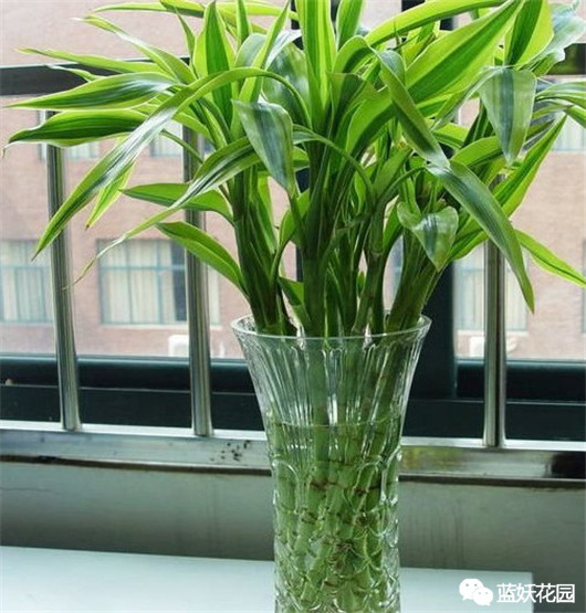 富贵竹叶子发黄怎么办水养盆栽,富贵竹叶子发黄怎么办妙招